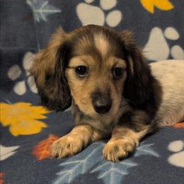 Pineapple the Cream Sable Piebald Boy - Sable male Dachshund puppy in Pelion, South Carolina from Doitsujin Dachshunds