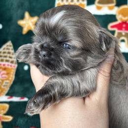 Sapphire - Blue female Shih Tzu puppy in Lakeland, Florida from Sunshine Shih Tzus