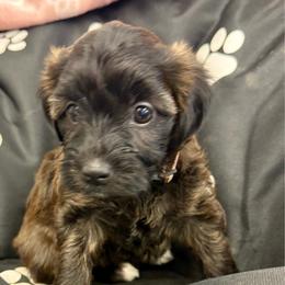 Buffy - Sable female Yorkipoo puppy in Walla Walla, Washington from Linda Sherman