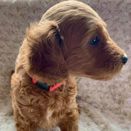 Goldendoodles from Doodle Me, Doodle You