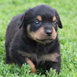 Rottweiler Puppies from Cross Creek Rottweilers