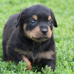 Rottweiler Puppies from Cross Creek Rottweilers