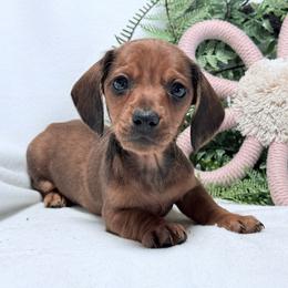 Mike - Dapple male Dachshund puppy in Lynn, Indiana from StorSma Farms