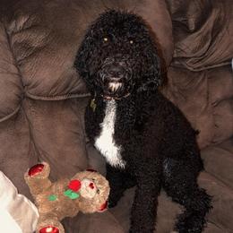 Lucy - Black female Goldendoodle puppy in Petersburg, West Virginia from Wv Diva Doodles