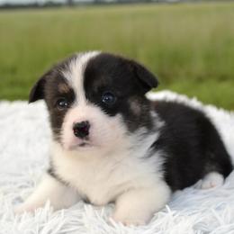 Pembroke Welsh Corgi Puppies from Half-Pint Corgis