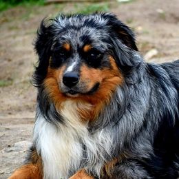 Ollie - Australian Shepherd