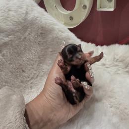 Dulce - Black and gold female Yorkshire Terrier puppy in Patterson, California from Luxe Yorkies of Central Valley