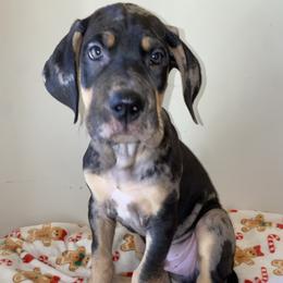 Mr. Grinch - Merle male Great Dane puppy in Spartanburg, South Carolina from Pawlmetto Danes