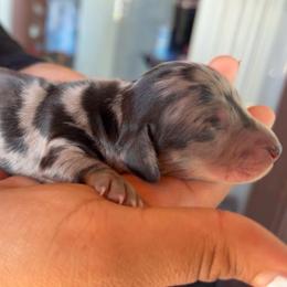 Boy 3 - Dapple male Dachshund puppy in Orem, Utah from Miekca’s Dachshunds