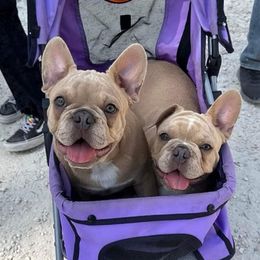 French Bulldogs from Lopez Frenchies