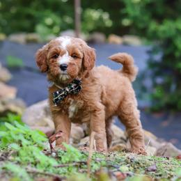 Boy 1 - male Goldendoodle puppy in Applecreek, Ohio from Pleasant Acre Farms