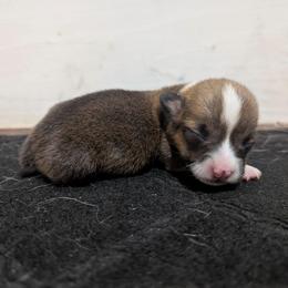 Stormy - Sable female Pembroke Welsh Corgi puppy in Brandon, Mississippi from Jenny May’s Corgis