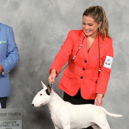 Beagles, Great Danes, and Miniature Bull Terriers from Sunrise-Ferric