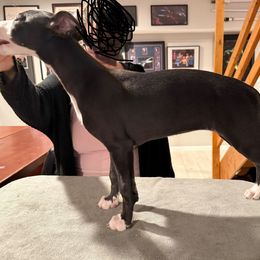 Black girl - Black female Whippet puppy in Erving, Massachusetts from Devine Hounds