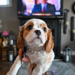 Marcie - Blenheim female Cavalier King Charles Spaniel puppy in Guthrie, Kentucky from Happy Tail Puppies