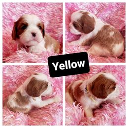 Cavalier King Charles Spaniel Puppies from Above All Else Love