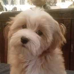 Havanese from Teodoro Havanese