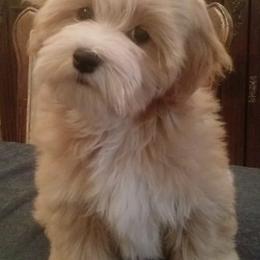 Havanese from Teodoro Havanese