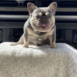 Bronco - French Bulldog