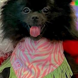 Mika - Pomeranian