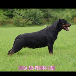 Seka - Rottweiler