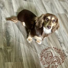 Macie - Dachshund