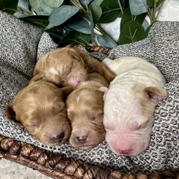 Cavapoo puppies from Meadowlark Doodles