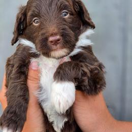 Peanut - Brown and white male Aussiedoodle puppy in Lithia, Florida from Waterford Doodle Farm