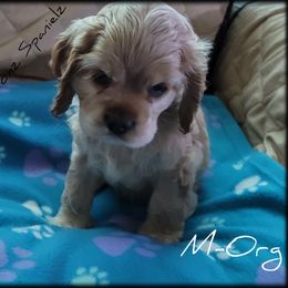 "Litter 2" Cocker Spaniel Puppies from -PrincetonzSpanielz-