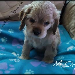 "Litter 2" Cocker Spaniel Puppies from -PrincetonzSpanielz-