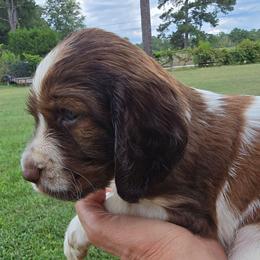 Georgia - Liver white and tan female English Springer Spaniel puppy in Hephzibah, Georgia from Sidel's Springers