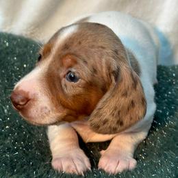Fati - Dapple female Dachshund puppy in Homstead, Florida from Bravo Dachshunds