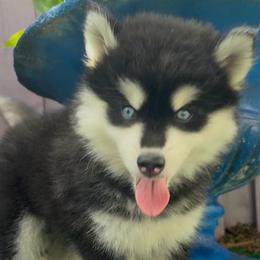 Jack - Black and white male Pomsky puppy in Spring Hill, Florida from PDQ Pomskies