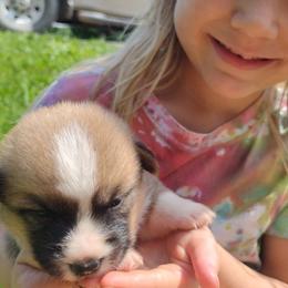 2 Triple Clear, OFA parents - Red male Pembroke Welsh Corgi puppy in Harpursville, New York from Rex Farm Corgis