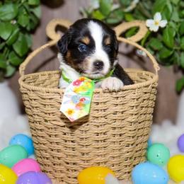 Apollo - Black tri male Miniature Australian Shepherd puppy in Guthrie, Oklahoma from Raised Right Pups