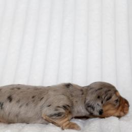 Arielle - Dapple female Dachshund puppy in Fairfax, Iowa from Grayson’s Lovable Dachshunds