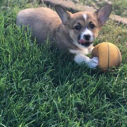 Pembroke Welsh Corgi Puppies from Lazy Z Corgi's