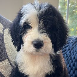 Green Collar - Sheepadoodle puppy from CelticDoods