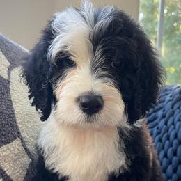 Green Collar - Sheepadoodle puppy from CelticDoods