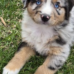 Australian Shepherd Puppies from Aus Cal (Aussies of SoCal)