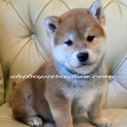 Katzu - Red male Shiba Inu puppy in Tualatin, Oregon from Shiba Paradise