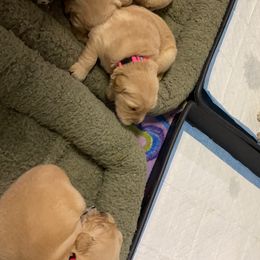 Golden Retriever Puppies from Golden Wise