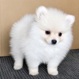 Meeko - Cream sable parti female Pomeranian puppy in Orange, California from French Farms