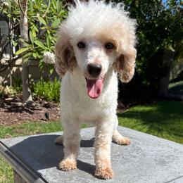 Rosie - Poodle