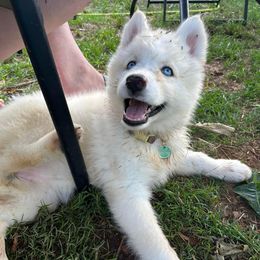 Siberian Husky Puppies from Davis Family Siberian Huskies