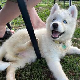 Siberian Husky Puppies from Davis Family Siberian Huskies