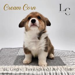 Cream Corn - Red male Pembroke Welsh Corgi puppy in Pine Village, Indiana from NL Horsemanship