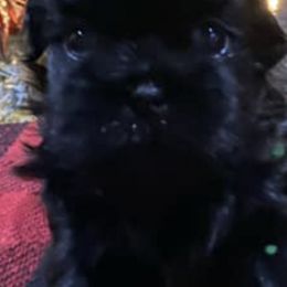 Shih Tzus from Tipsy's Treasures