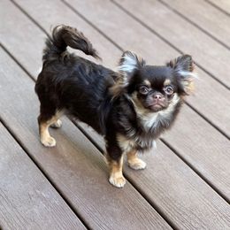 Raven - Chocolate and tan female Chihuahua puppy in Michigan from Fanciful Thrills Kennel