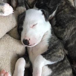 Whippet Puppies from Aristaios Farms